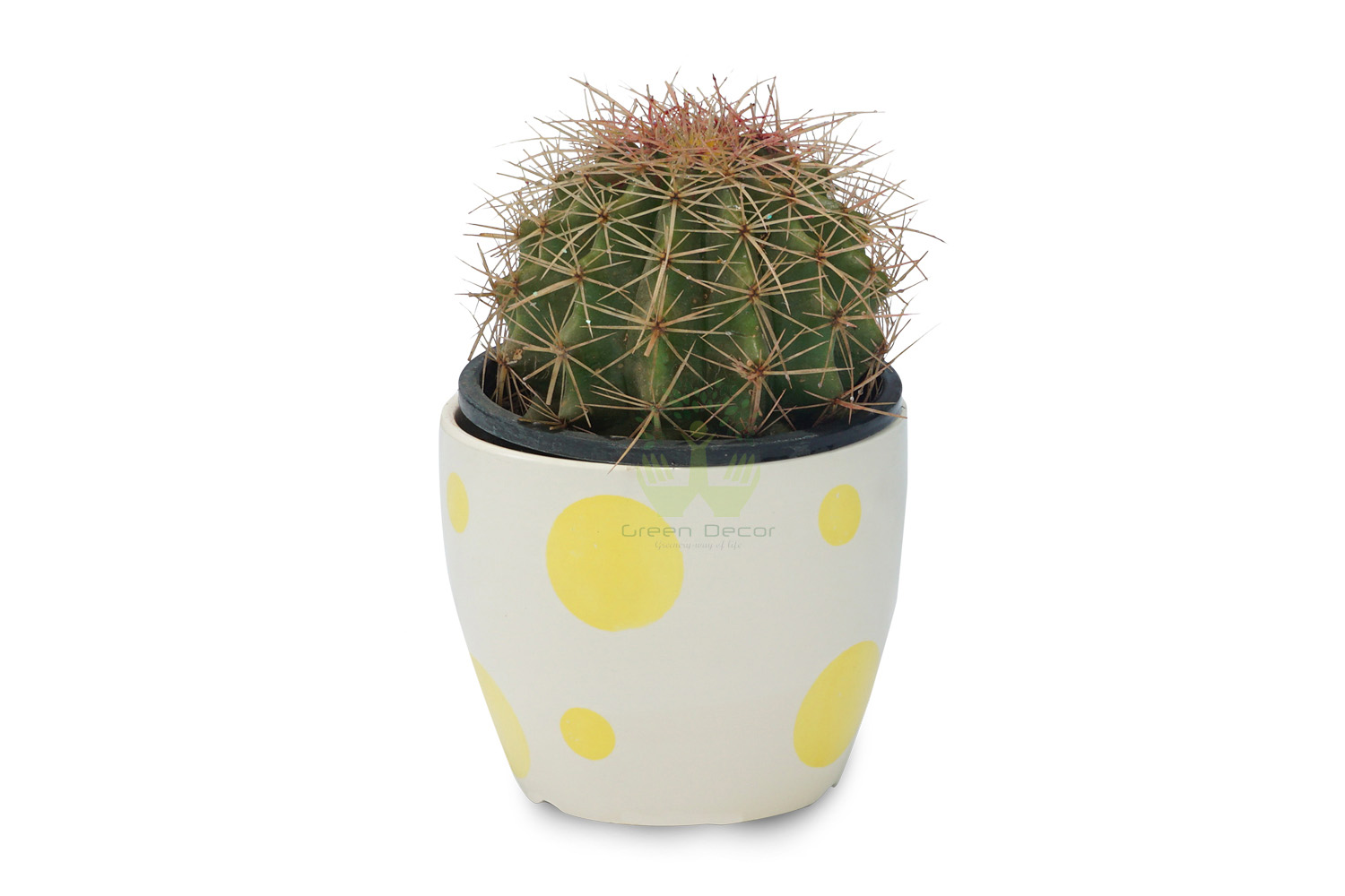 Buy Echinocactus Grusonii Plants , White Pots and seeds in Delhi NCR by the best online nursery shop Greendecor.