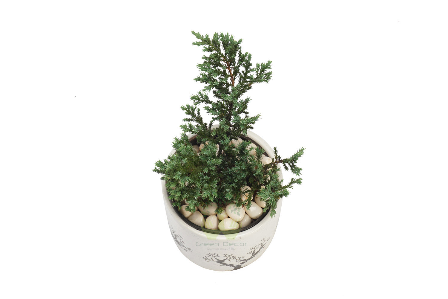 Buy Cedar Cypress Plants Top View , White Pots and seeds in Delhi NCR by the best online nursery shop Greendecor.