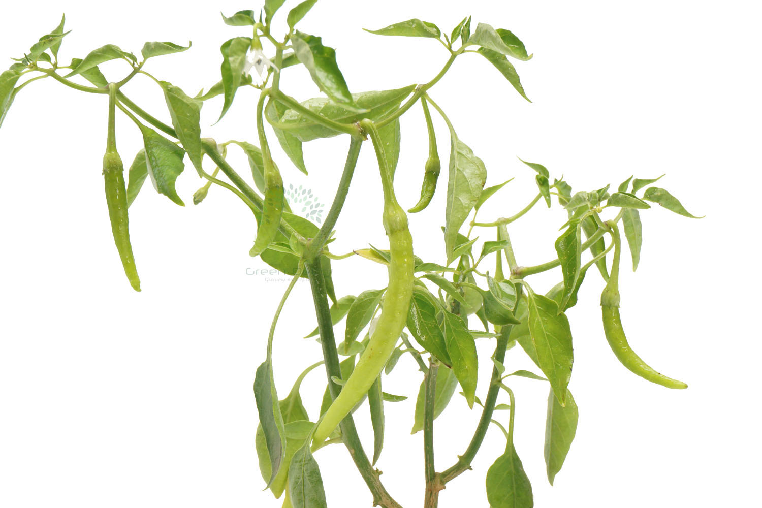 Buy Chilli Green Plants , White Pots and seeds in Delhi NCR by the best online nursery shop Greendecor.
