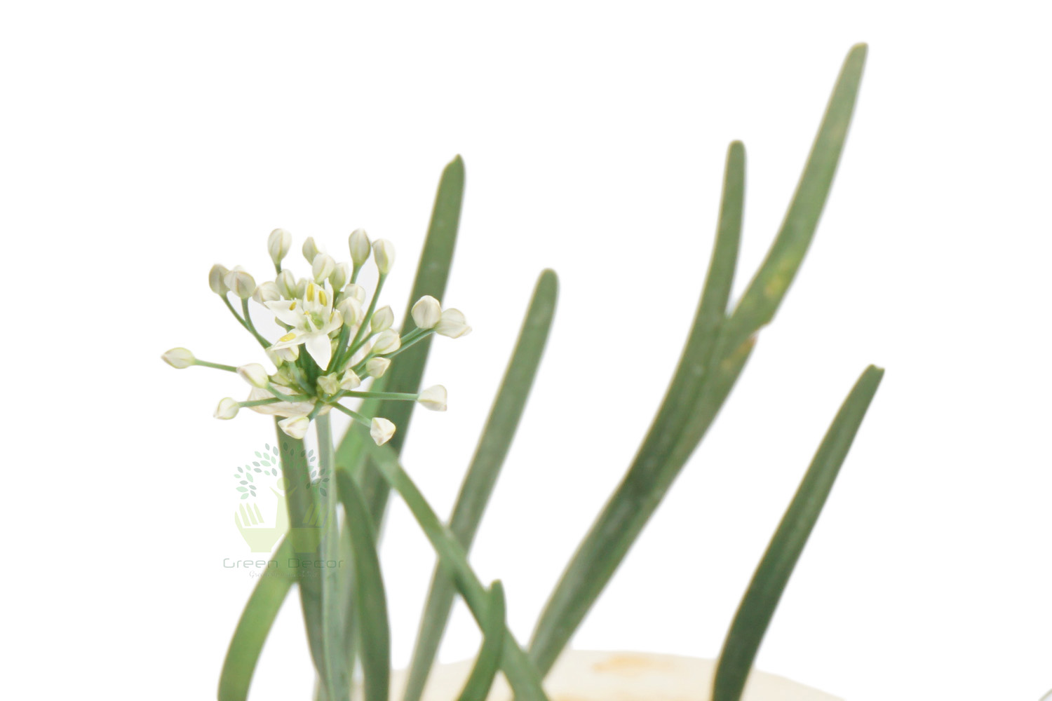 Buy Chives Plants , White Pots and seeds in Delhi NCR by the best online nursery shop Greendecor.