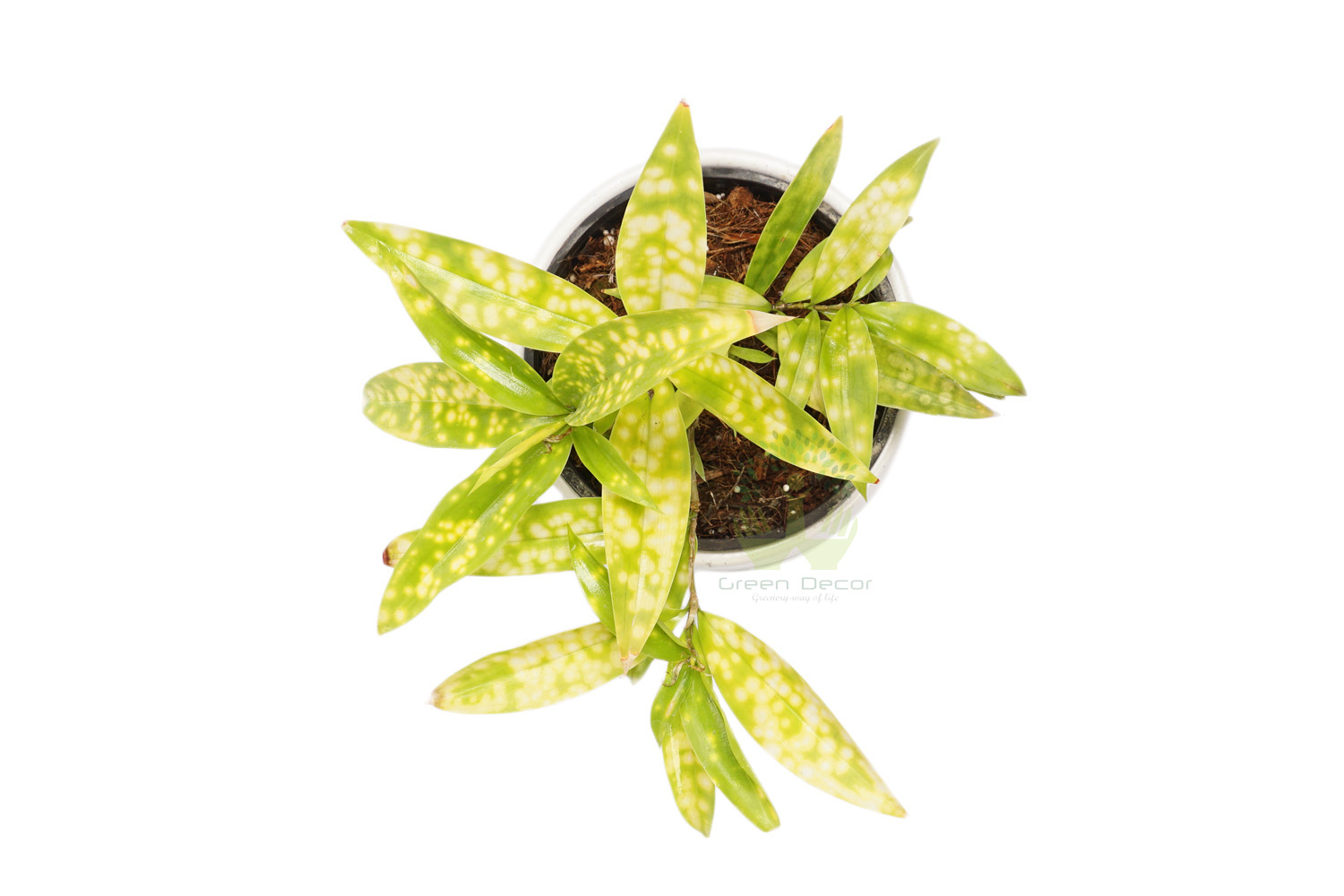 Buy Croton Codiaeum Plants , White Pots and seeds in Delhi NCR by the best online nursery shop Greendecor.