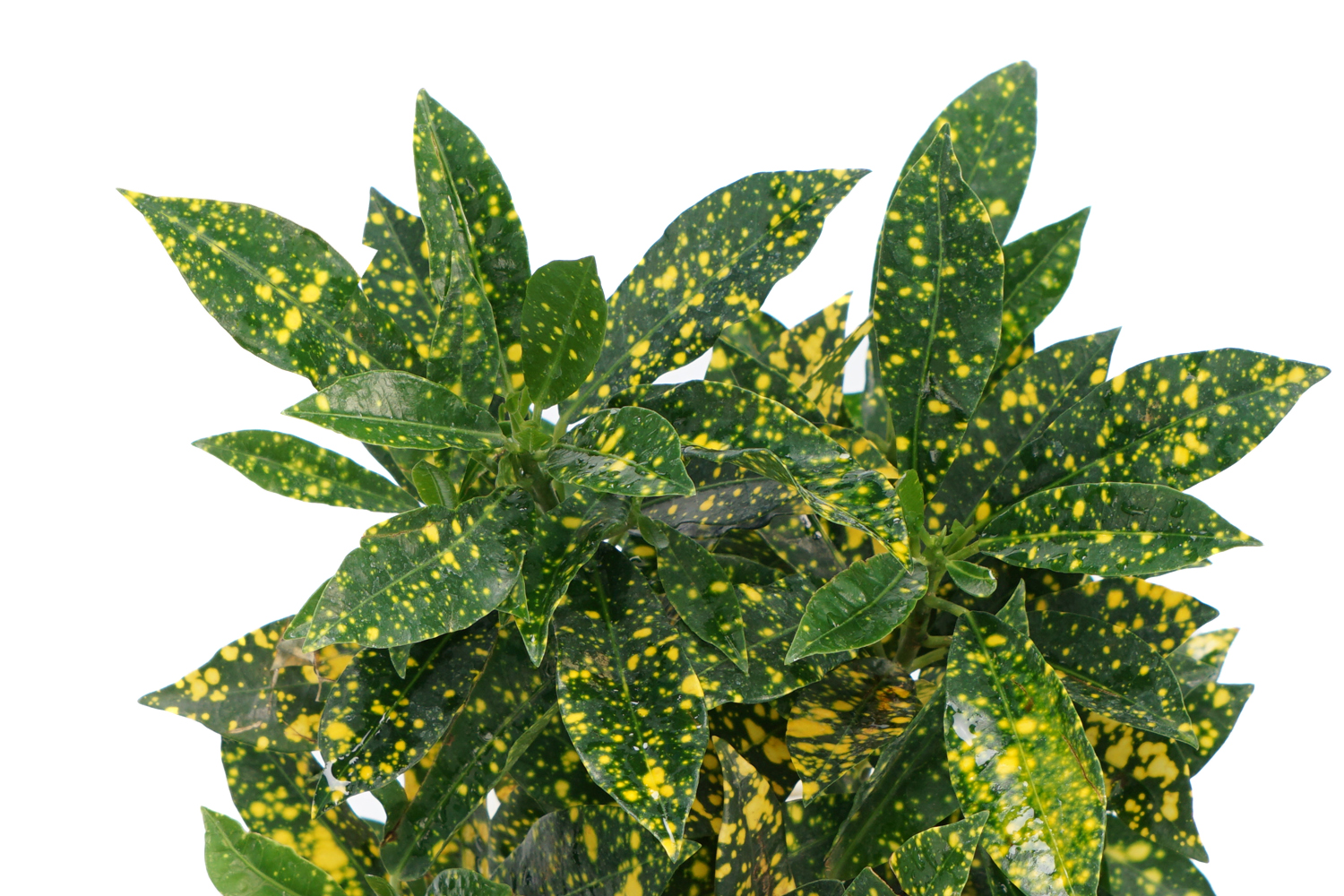 Buy Croton Golden Dust Plants , White Pots and seeds in Delhi NCR by the best online nursery shop Greendecor.