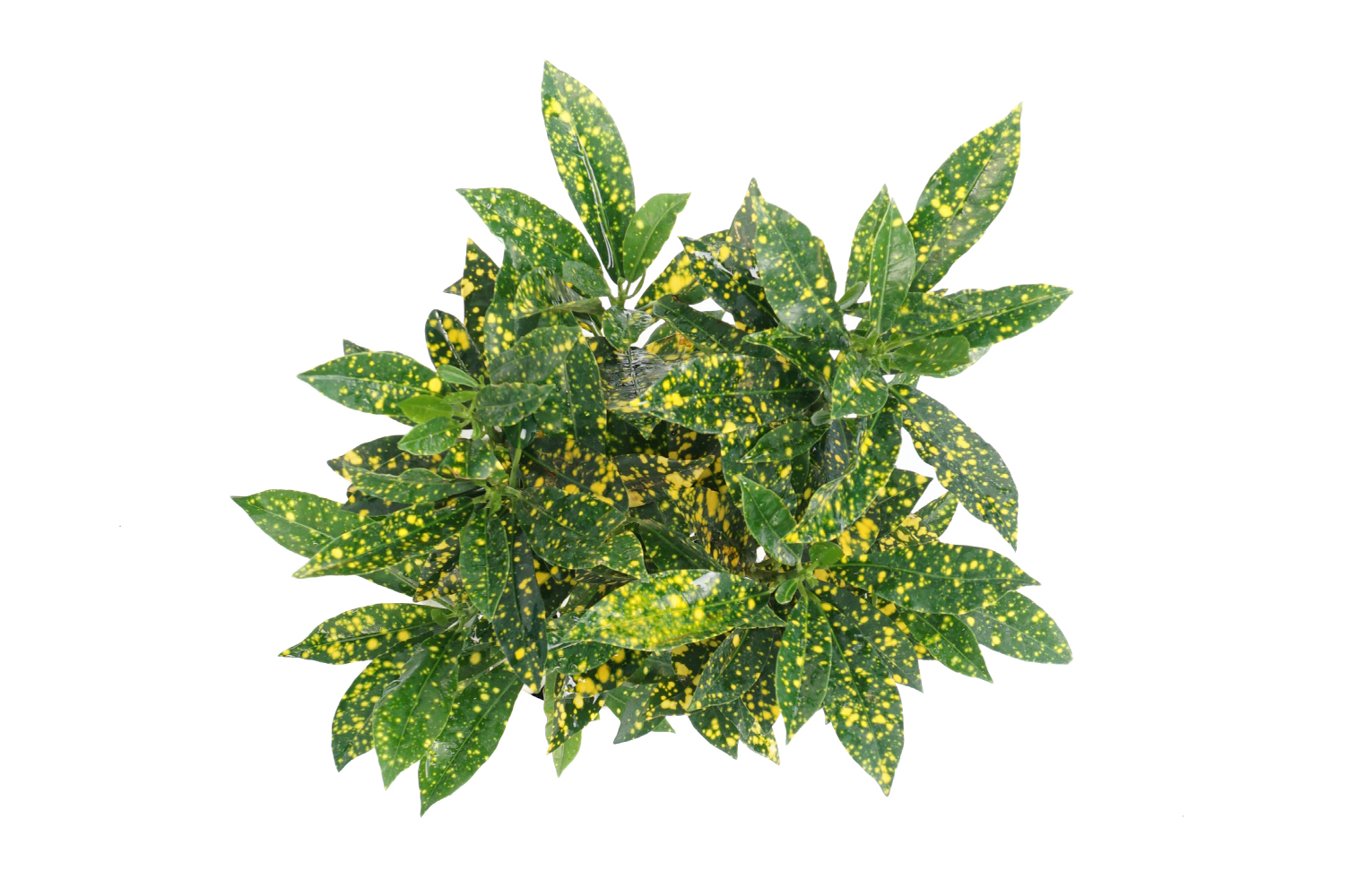 Buy Croton Golden Dust Plants , White Pots and seeds in Delhi NCR by the best online nursery shop Greendecor.