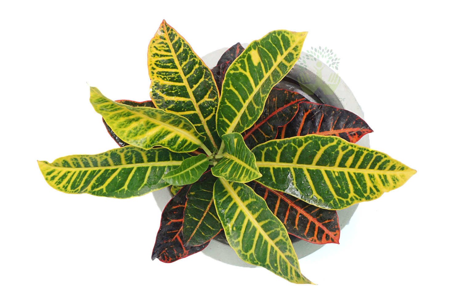 Buy Croton Variegatum Petra Plants , White Pots and seeds in Delhi NCR by the best online nursery shop Greendecor.