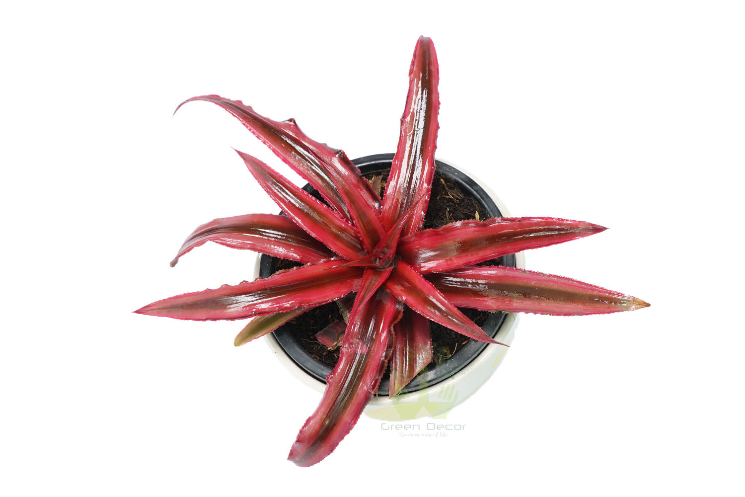 Buy Cryptanthus Plant Leaves View, White Pots and Seeds in Delhi NCR by the best online nursery shop Greendecor.