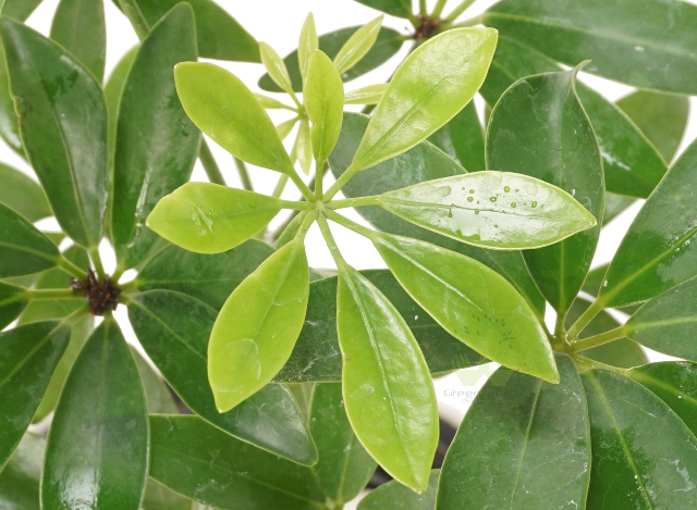 Buy Schefflera Geen Plant Leaves View, White Pots and Seeds in Delhi NCR by the best online nursery shop Greendecor.