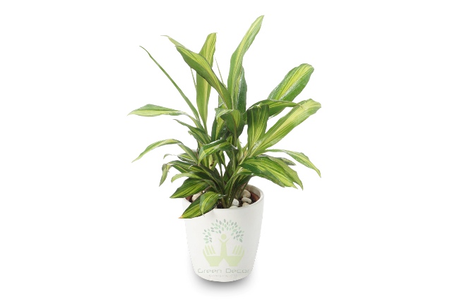 Buy Dracaena- Kiwi Plant Front View, White Pots and Seeds in Delhi NCR by the best online nursery shop Greendecor.