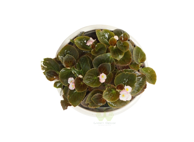 Buy Begona Dwarf Plant Top View, White Pots and Seeds in Delhi NCR by the best online nursery shop Greendecor.Buy Begona Dwarf Plant Front View, Whi