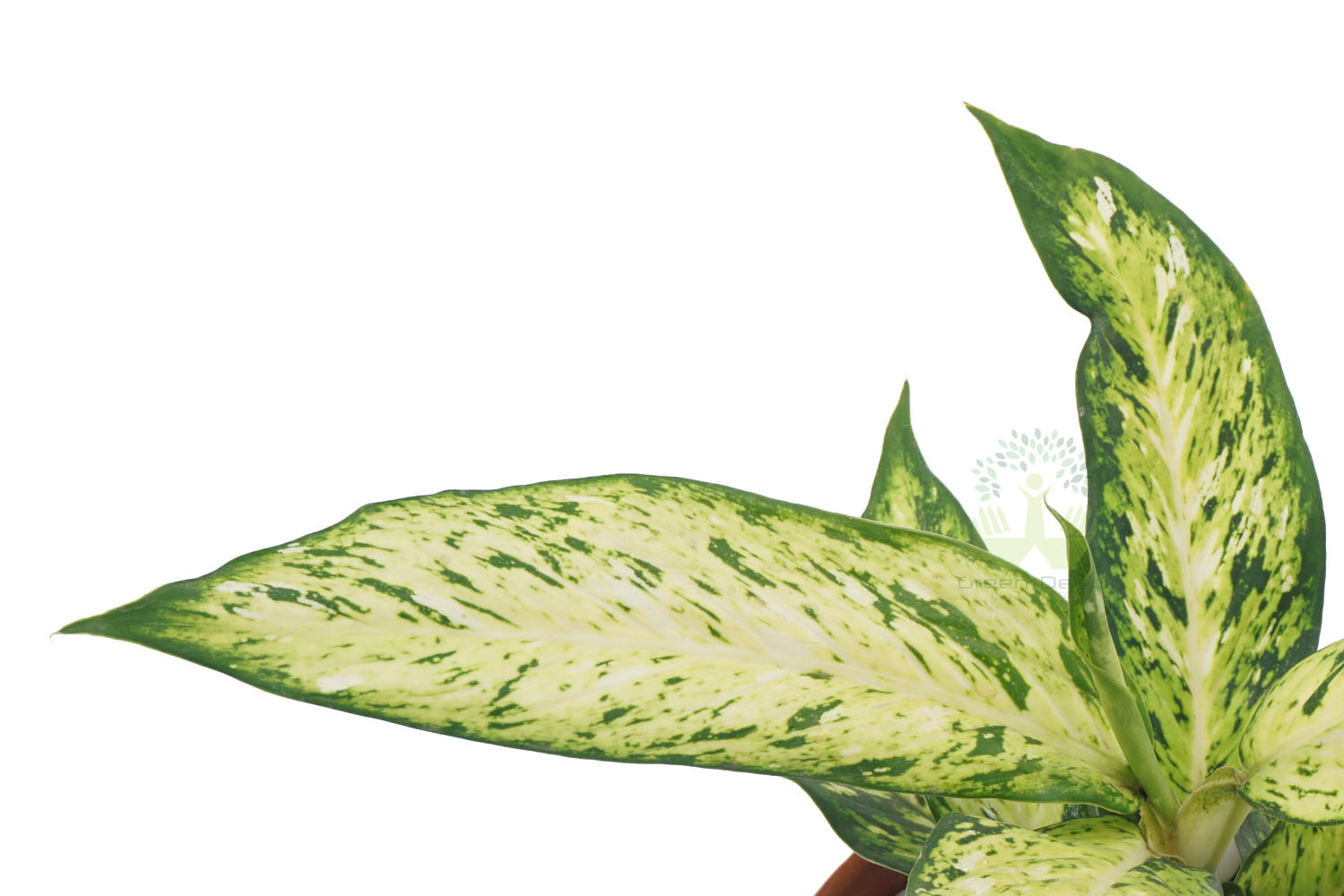 Buy Aglaonema Philipica Plants , White Pots and seeds in Delhi NCR by the best online nursery shop Greendecor.