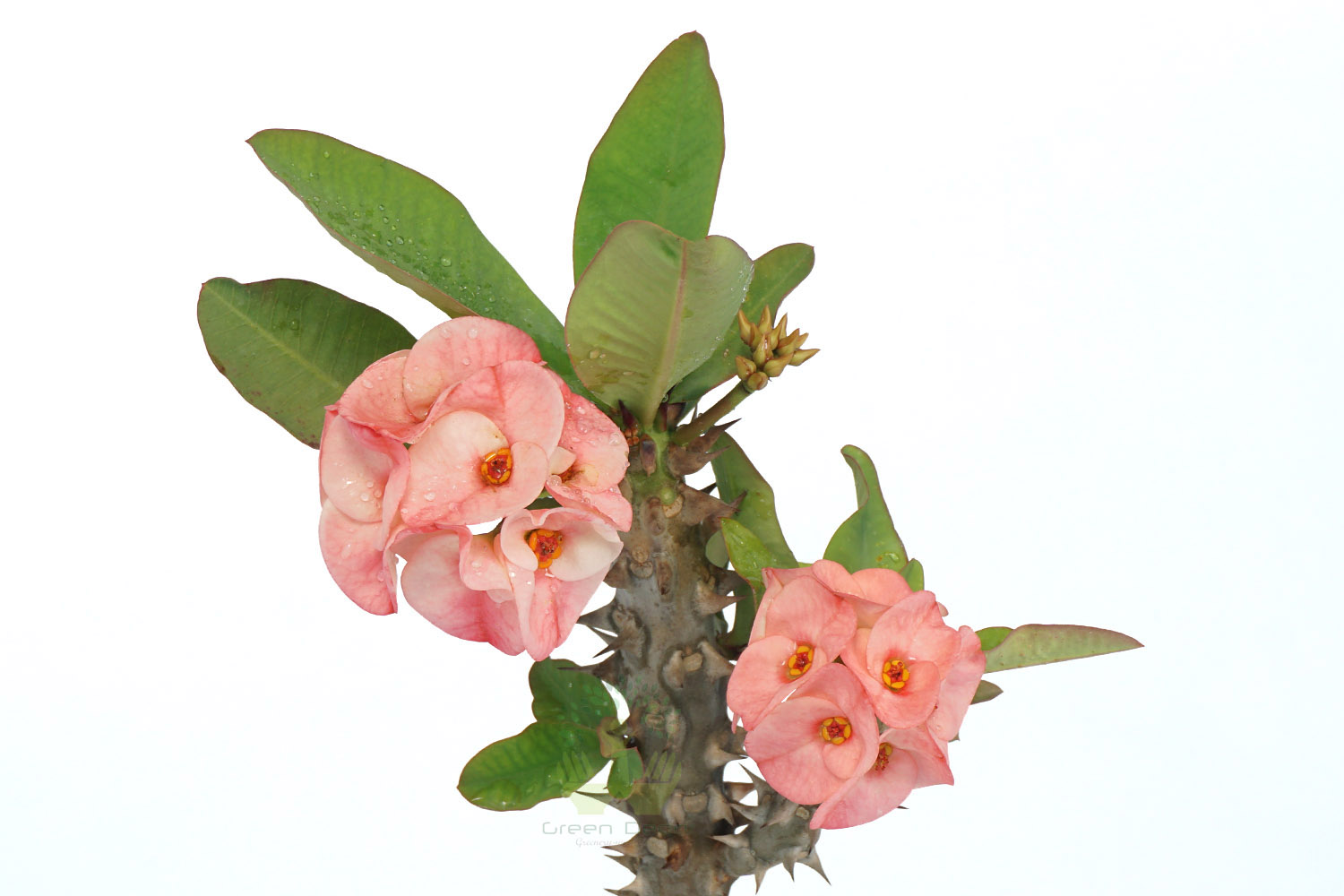 Buy Euphorbia Milli-Pink Plants , White Pots and seeds in Delhi NCR by the best online nursery shop Greendecor.