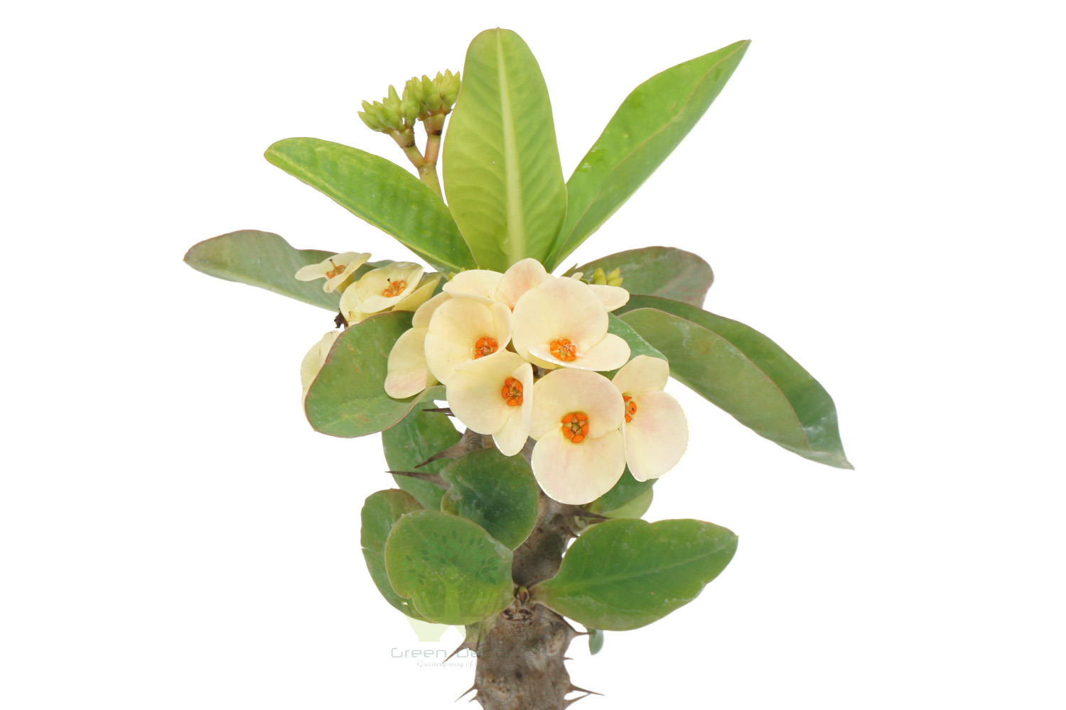 Buy Euphorbia Milli-Yellow Plants , White Pots and seeds in Delhi NCR by the best online nursery shop Greendecor.