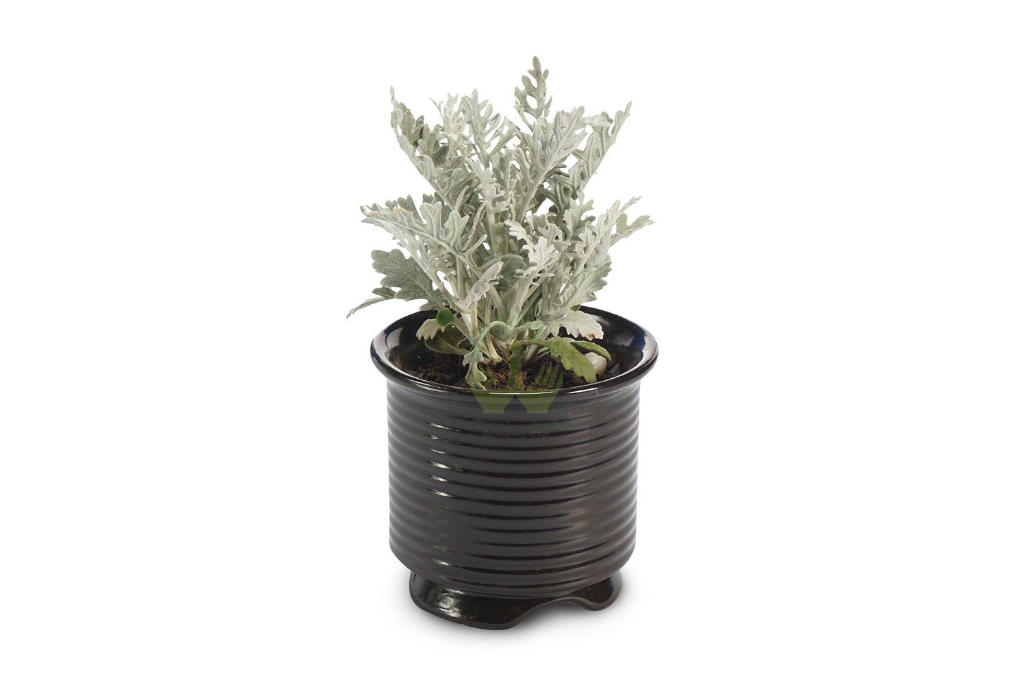Buy Silver Dust Plants , White Pots and seeds in Delhi NCR by the best online nursery shop Greendecor.