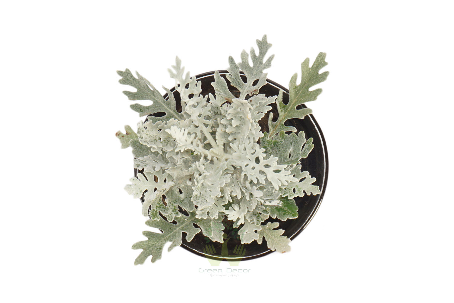 Buy Silver Dust Plants , White Pots and seeds in Delhi NCR by the best online nursery shop Greendecor.