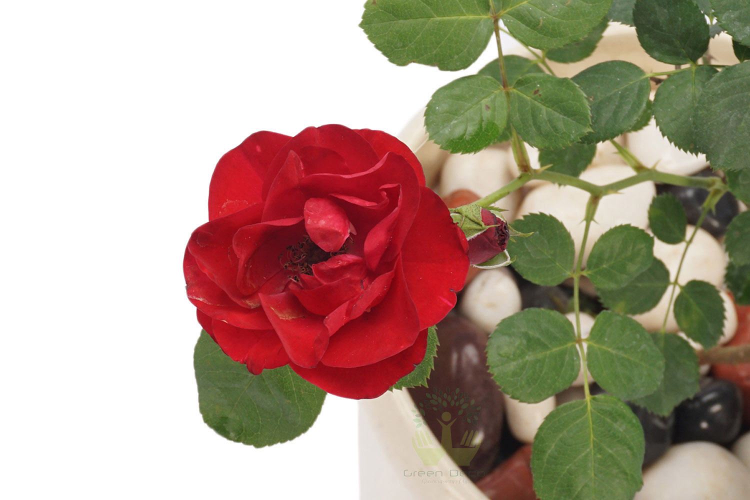 Buy Damascus Scented Rose Plants , White Pots and seeds in Delhi NCR by the best online nursery shop Greendecor.