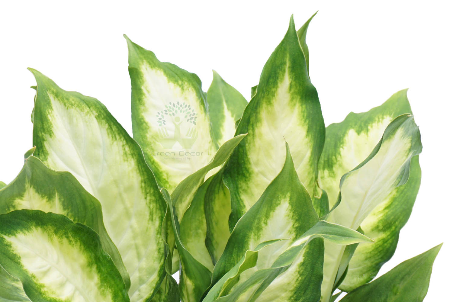 Buy Dieffenbachia Plants , White Pots and seeds in Delhi NCR by the best online nursery shop Greendecor.