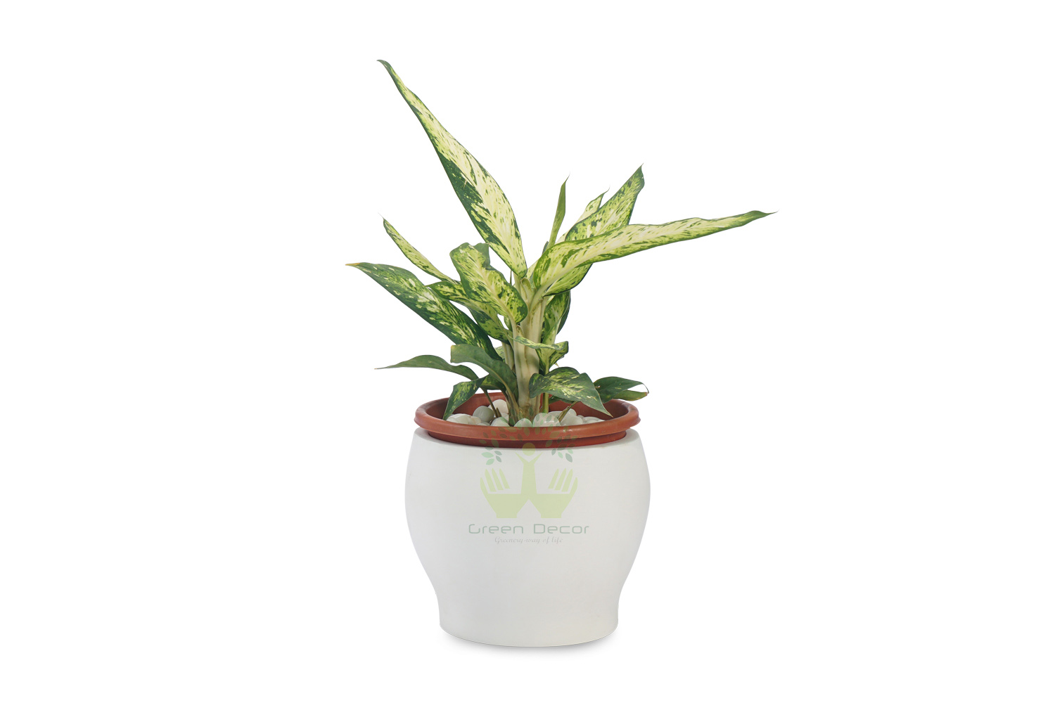 Buy Dieffenbachia Plants , White Pots and seeds in Delhi NCR by the best online nursery shop Greendecor.