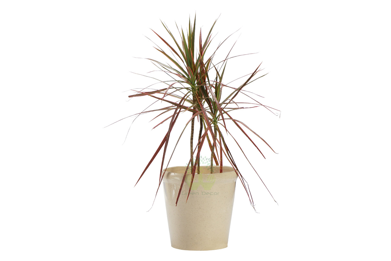 Buy Dracaena Marginata Tricolor Plant Front View, White Pots and Seeds in Delhi NCR by the best online nursery shop Greendecor.
