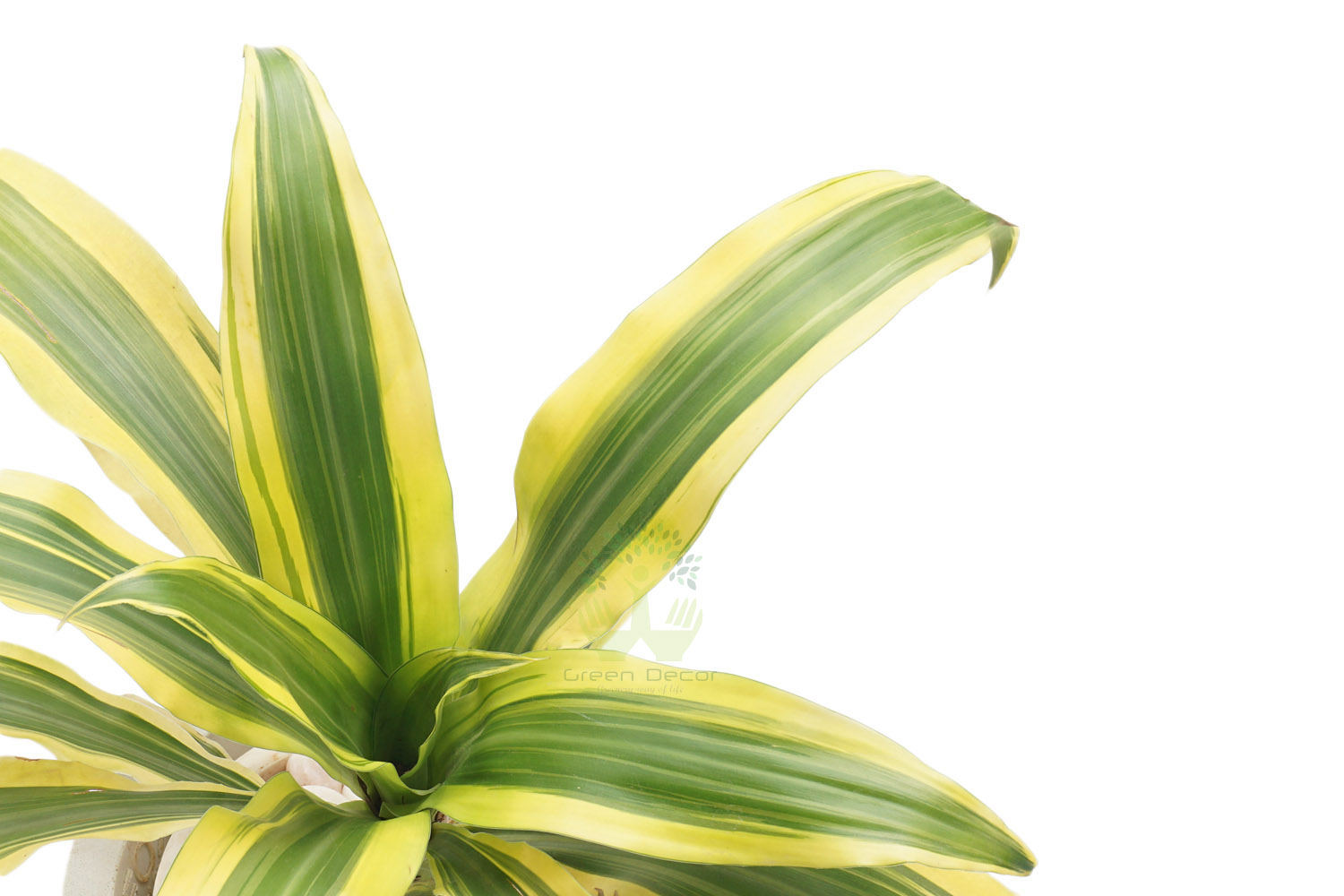 Buy Dracaena victoria Plants , White Pots and seeds in Delhi NCR by the best online nursery shop Greendecor.