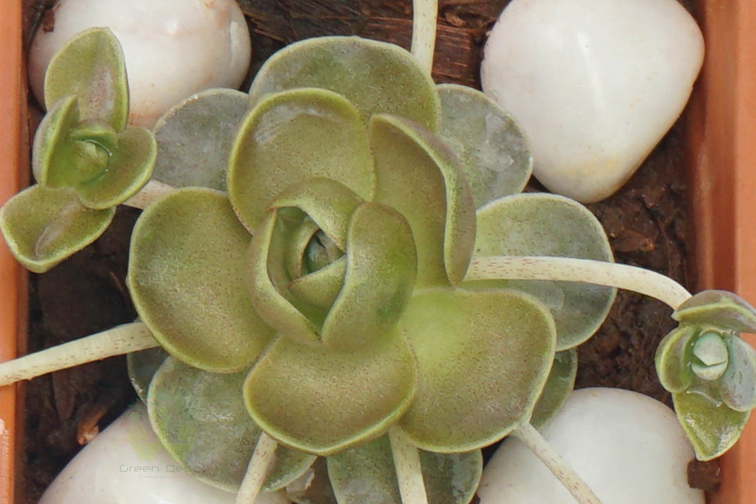 Buy Echeveria Imbricata Plant Leaves View, White Pots and Seeds in Delhi NCR by the best online nursery shop Greendecor.