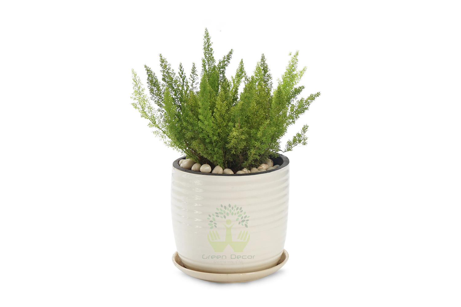 Buy Foxtail Fern Plants , White Pots and seeds in Delhi NCR by the best online nursery shop Greendecor.
