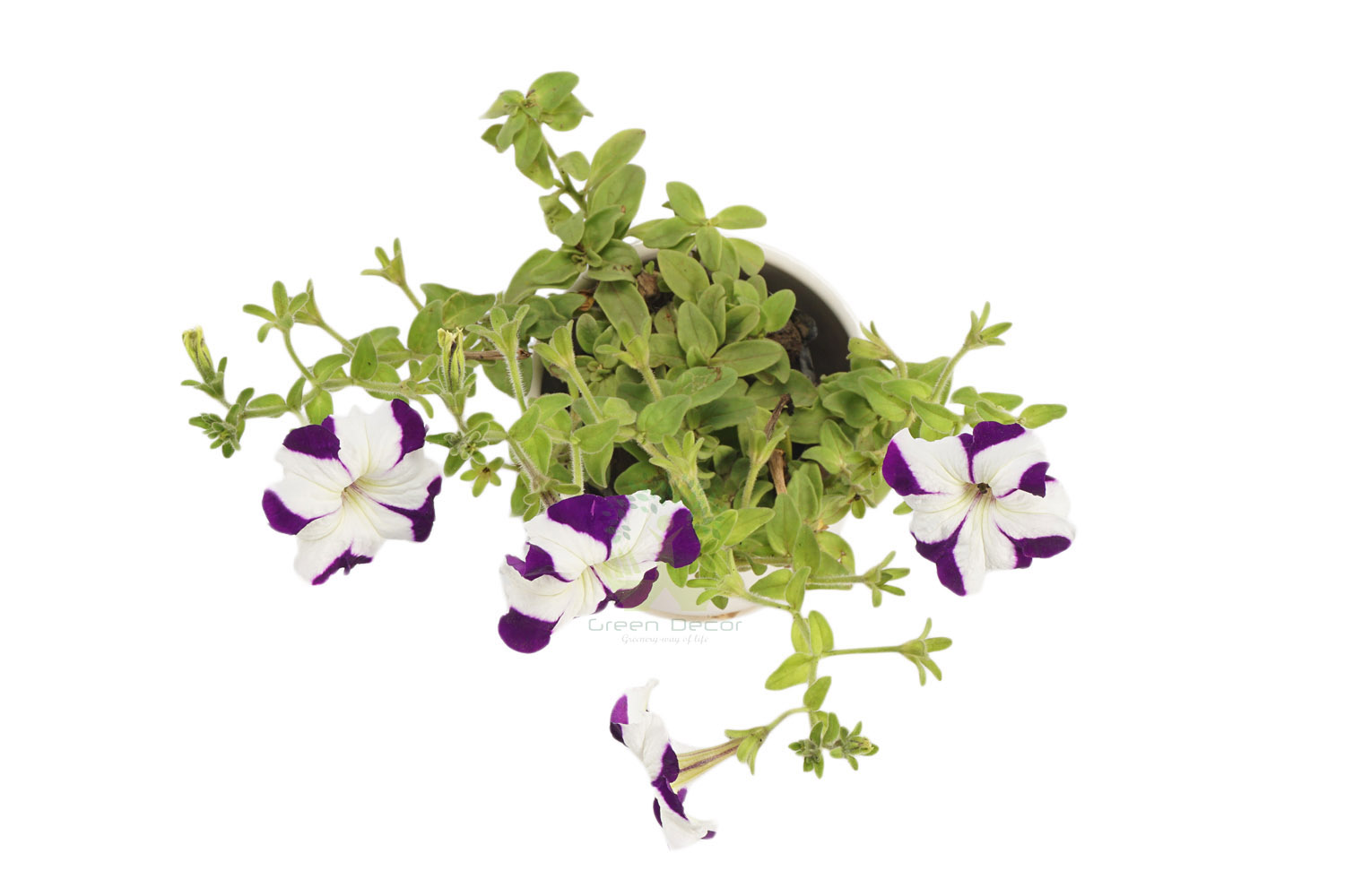 Buy Petunia Voilet Top View , White Pots and seeds in Delhi NCR by the best online nursery shop Greendecor.