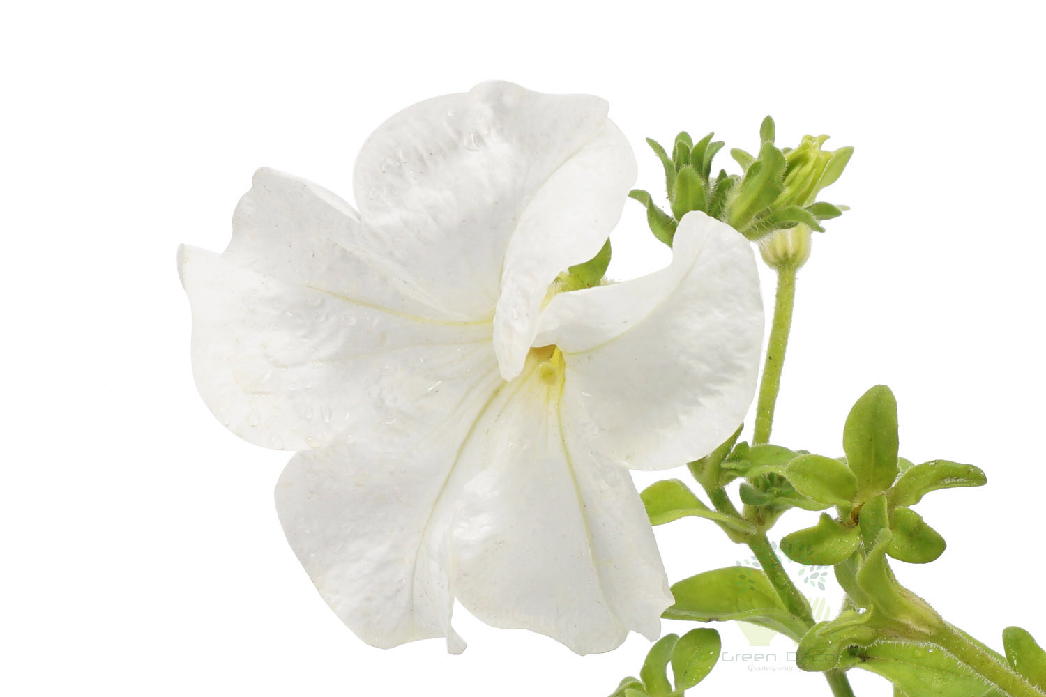 Buy Petunia White Plant Leaves View in Delhi NCR by the best online nursery shop Greendecor.