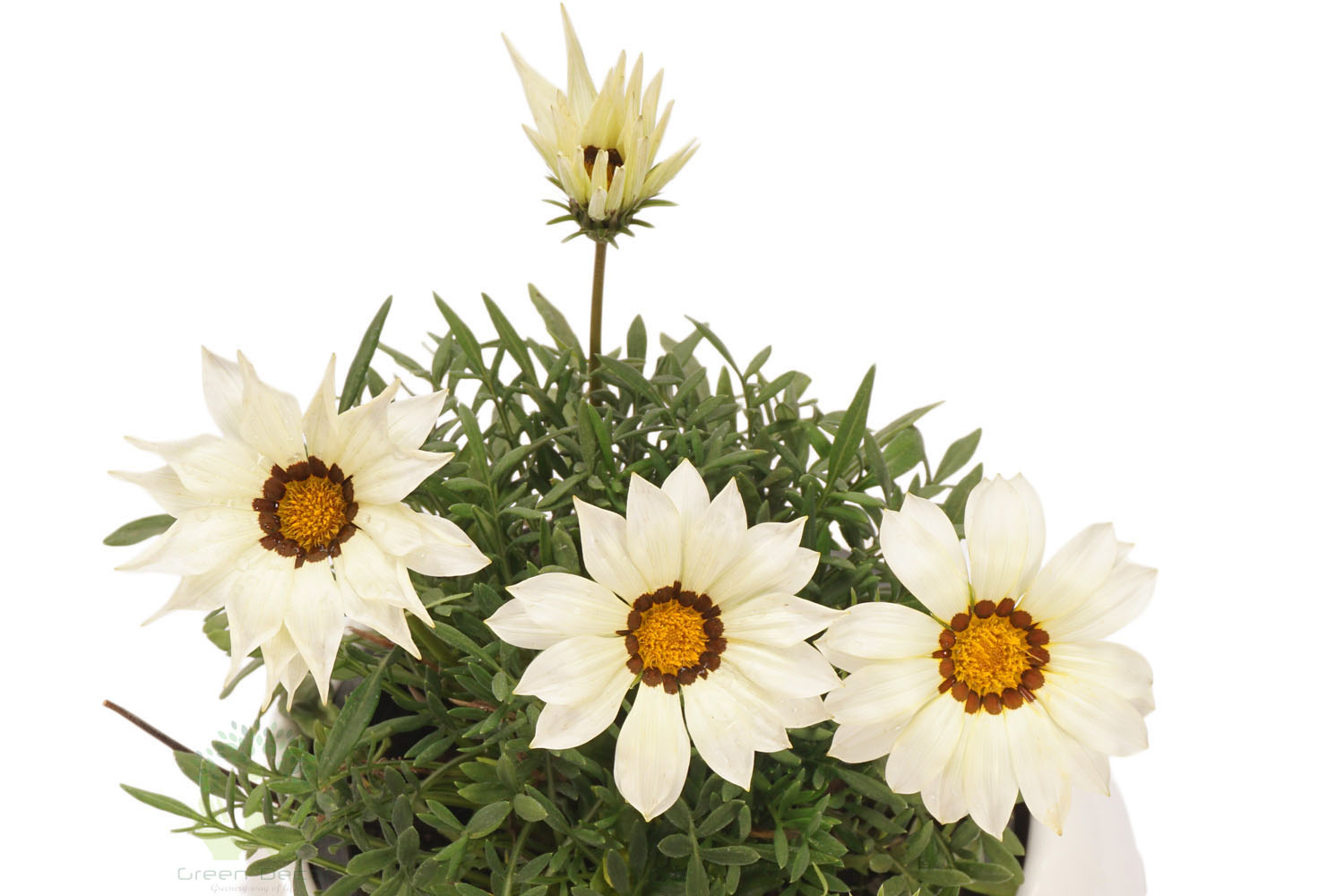 Buy Gazania Plants , White Pots and seeds in Delhi NCR by the best online nursery shop Greendecor.