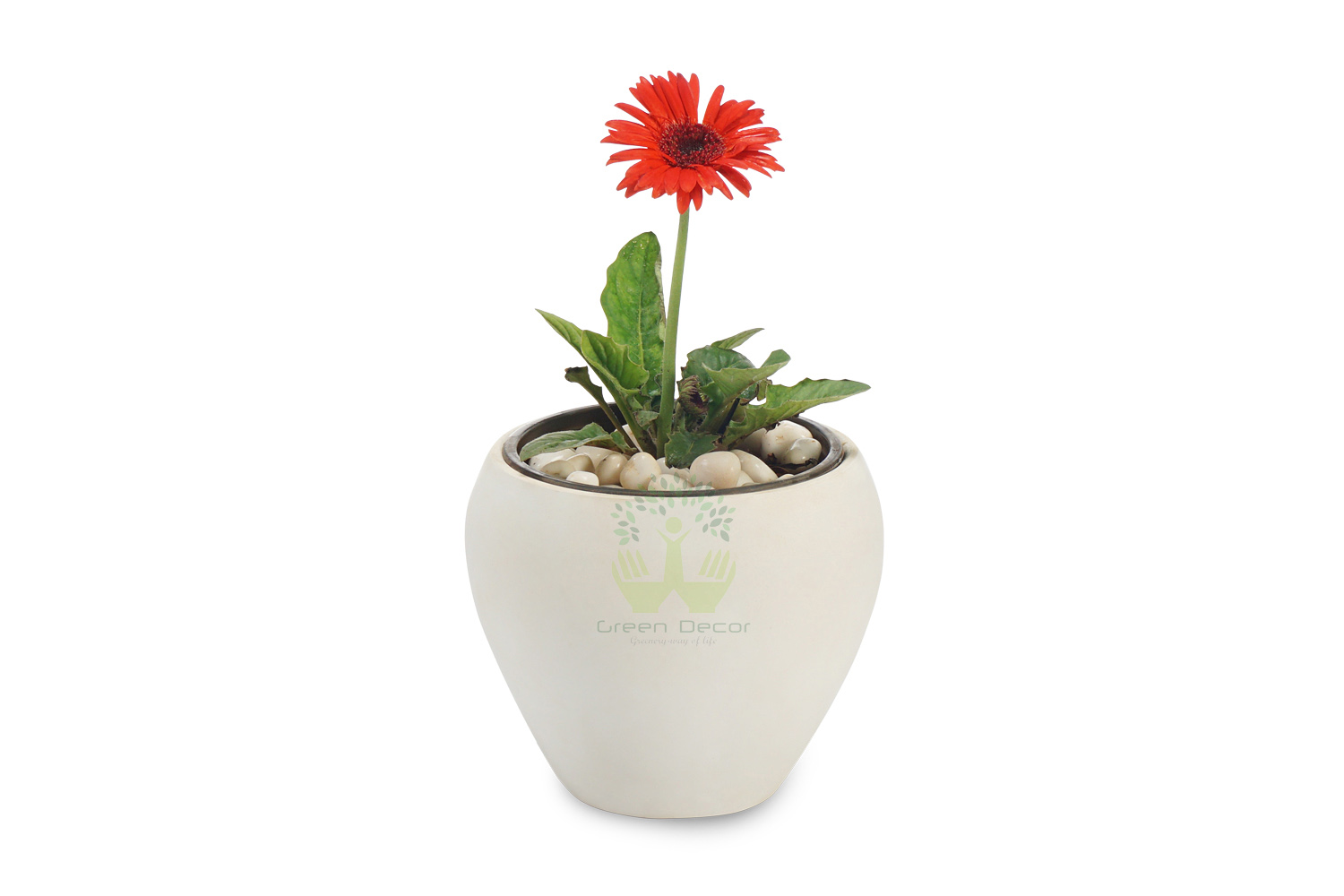 Buy Gerbera Daisy Plants , White Pots and seeds in Delhi NCR by the best online nursery shop Greendecor.
