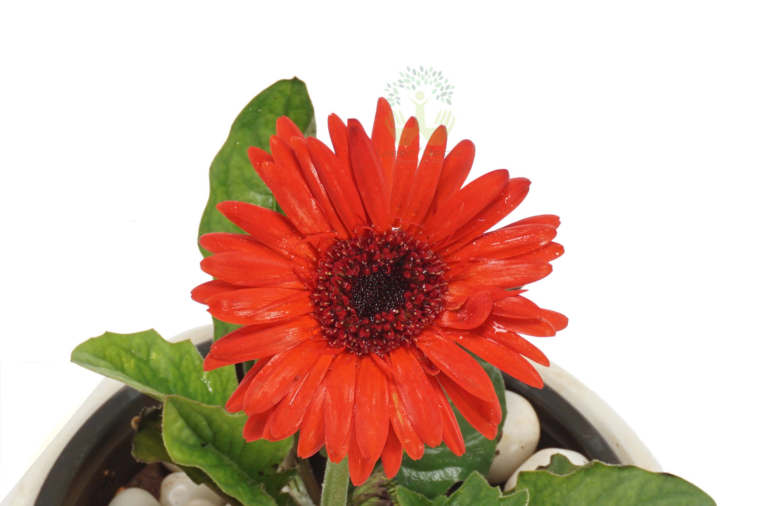 Buy Gerbera Daisy Plants , White Pots and seeds in Delhi NCR by the best online nursery shop Greendecor.