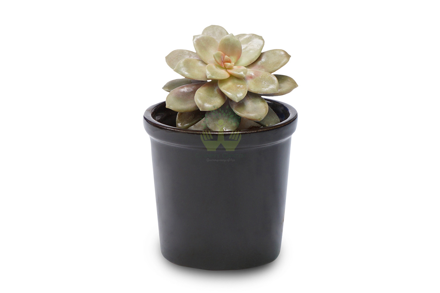 Buy Graptoveria Opalina Plants , White Pots and seeds in Delhi NCR by the best online nursery shop Greendecor.