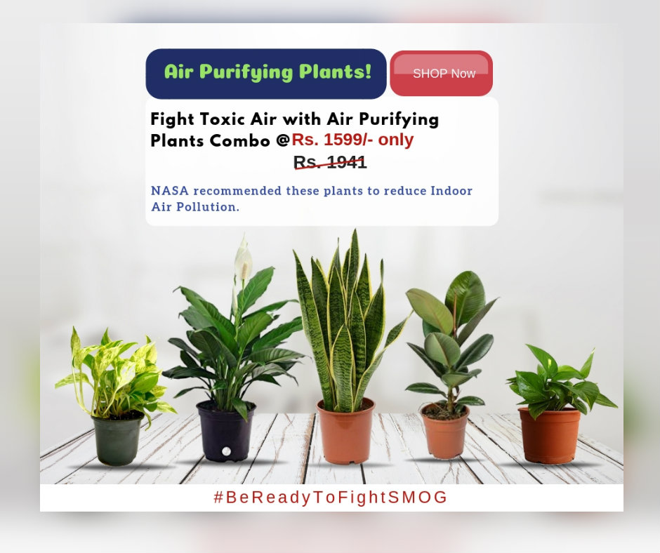 Air Purifying Plants Combo