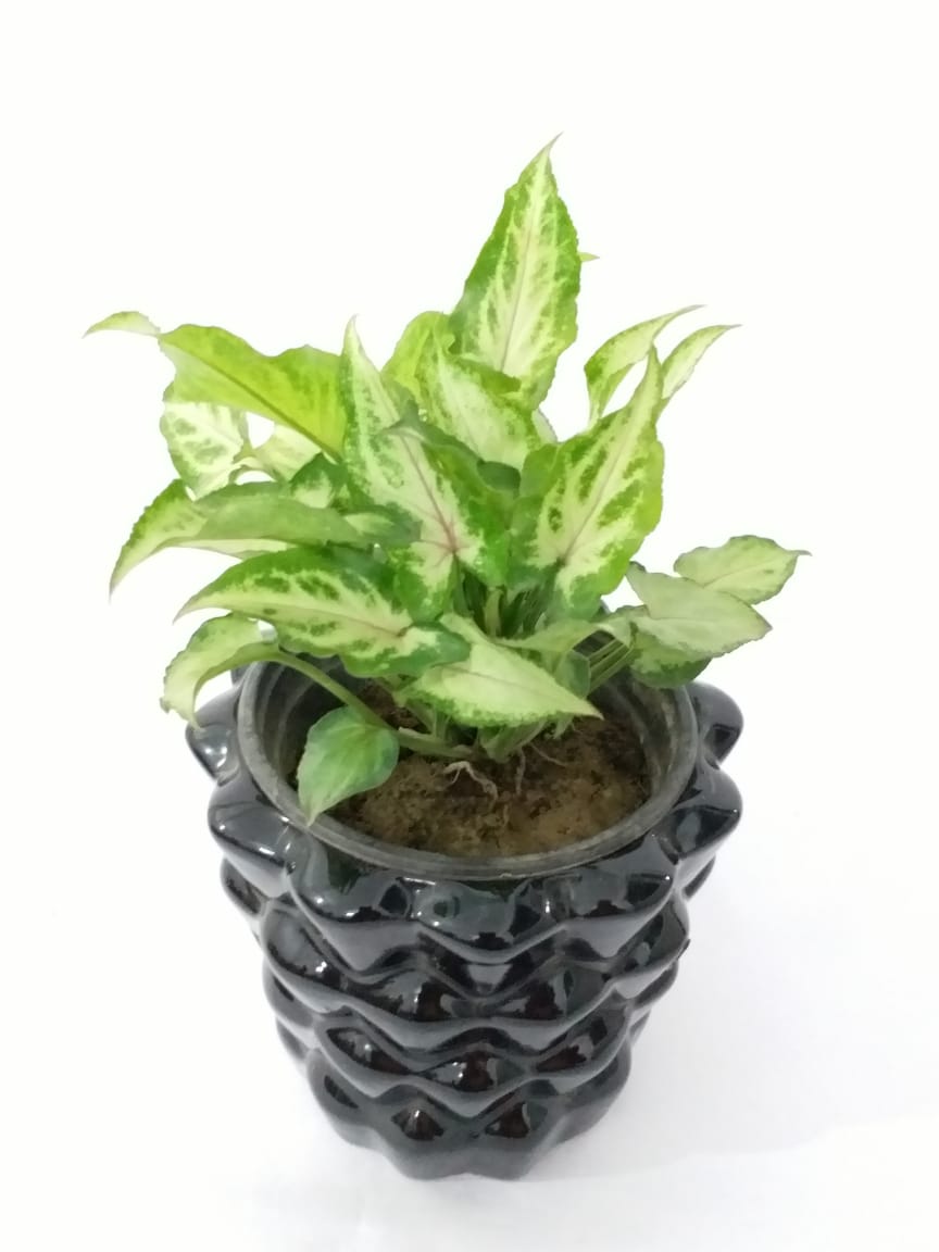 Buy Syngonium Plants , White Pots and seeds in Delhi NCR by the best online nursery shop Greendecor.