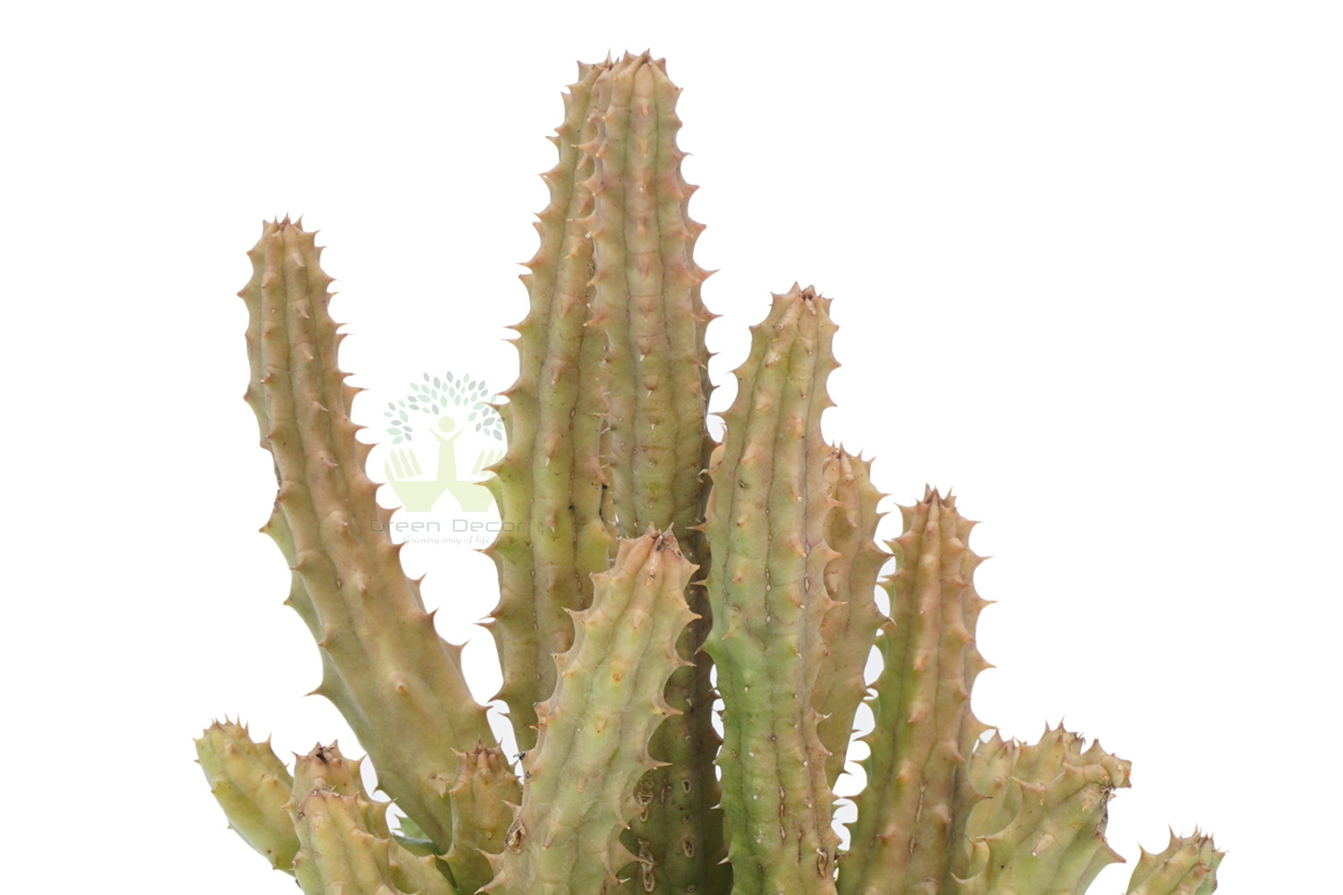 Buy Huernia Schneideriana Plants , White Pots and seeds in Delhi NCR by the best online nursery shop Greendecor.