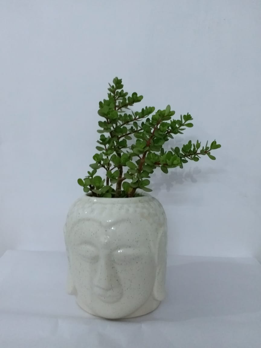 Jade in Plants buddha