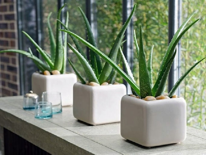 Buy Aloe Vera Online, Order for Aloe Vera Plants in Delhi - Green Decor