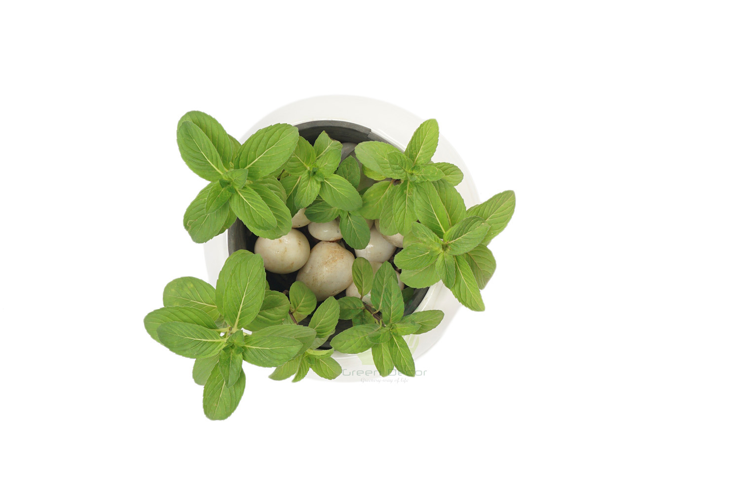 Buy Lemon Balm Plants , White Pots and seeds in Delhi NCR by the best online nursery shop Greendecor.