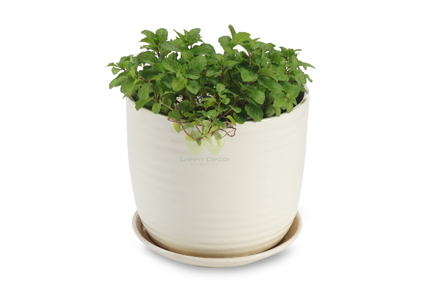 Buy Mint Plants , White Pots and seeds in Delhi NCR by the best online nursery shop Greendecor.