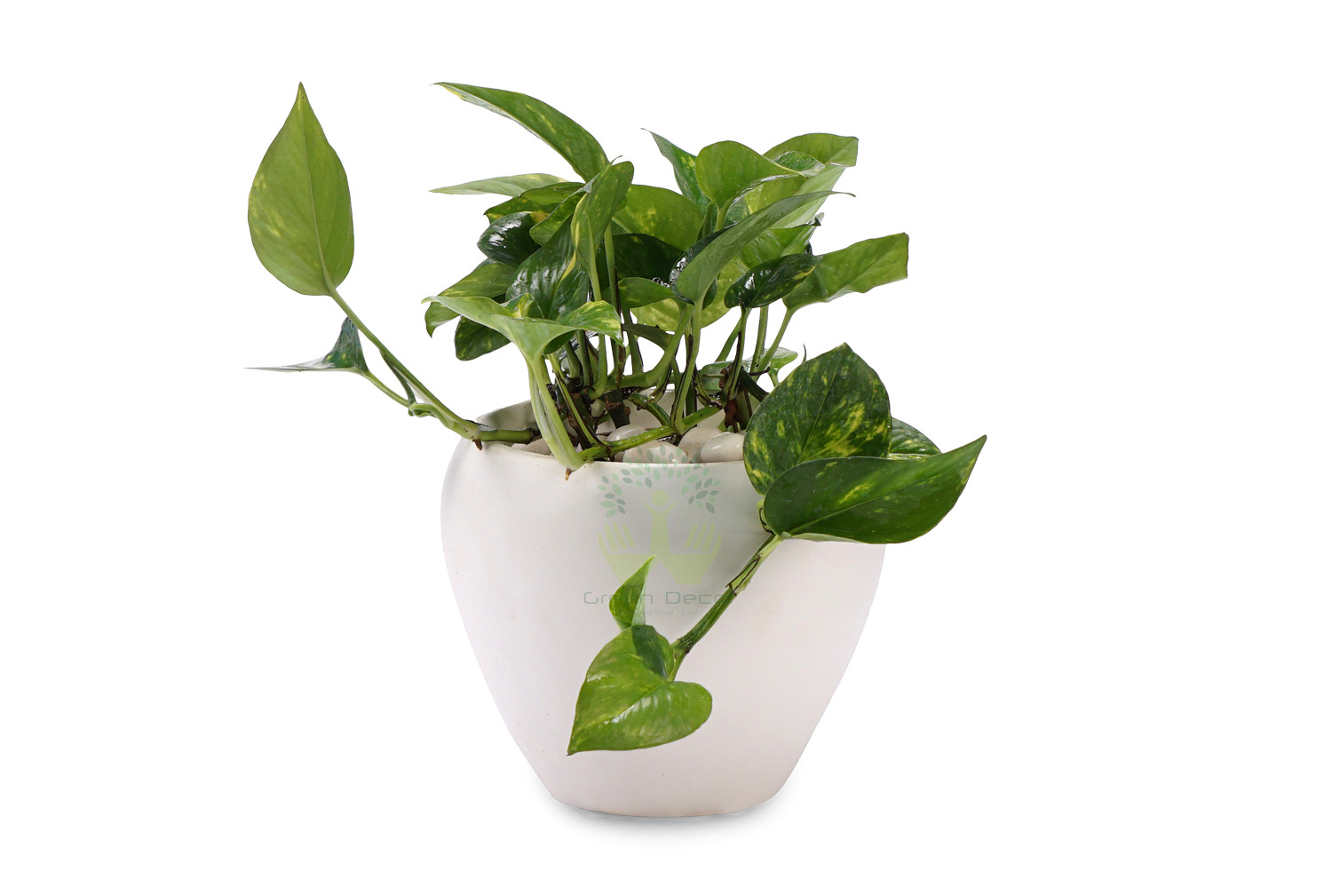 Buy  Money Plants , White Pots and seeds in Delhi NCR by the best online nursery shop Greendecor.
