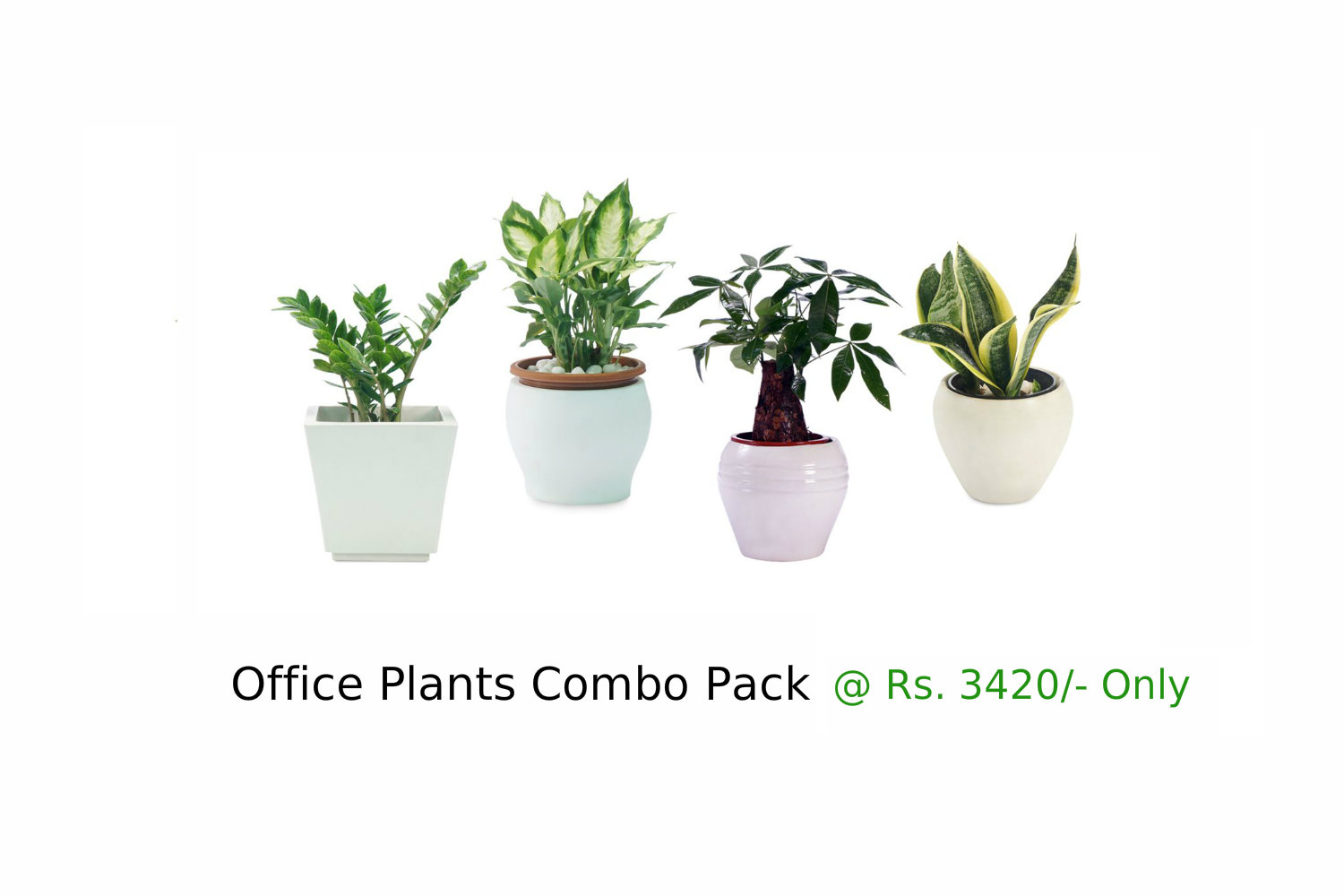 combo-pack-of-plants-for-office-areas