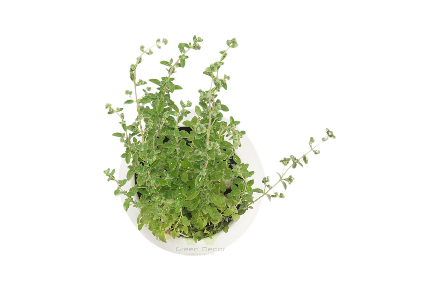 Buy Oregano Plants , White Pots and seeds in Delhi NCR by the best online nursery shop Greendecor.