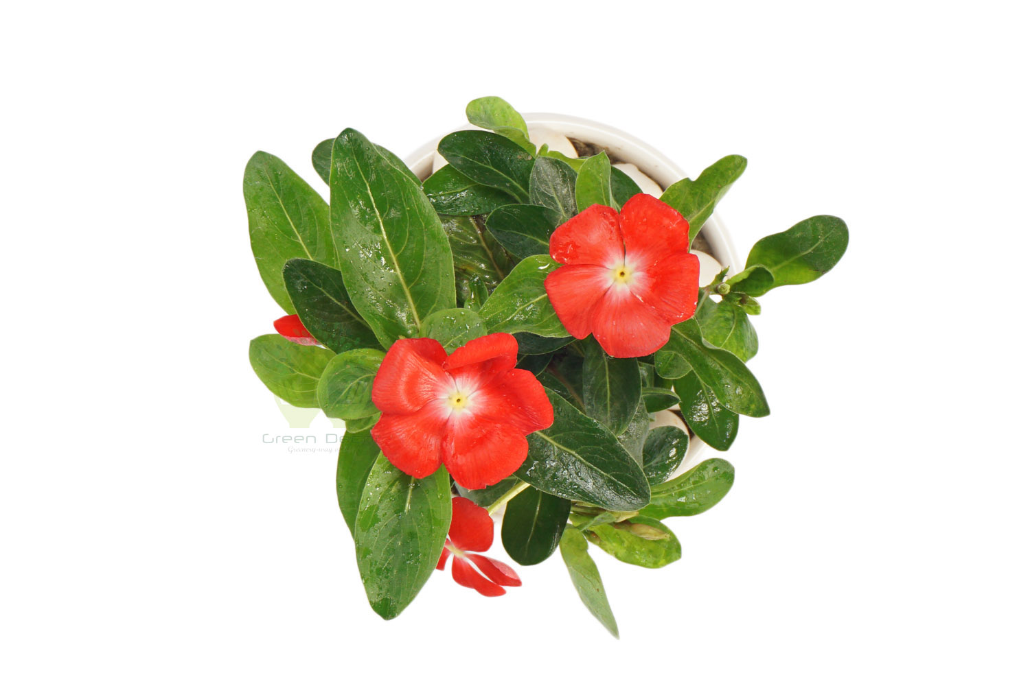 Buy Periwinkle Plants , White Pots and seeds in Delhi NCR by the best online nursery shop Greendecor.