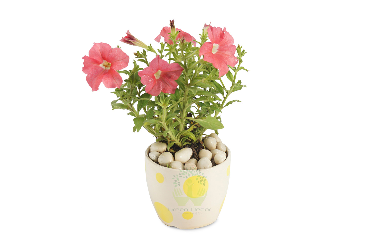 Buy Petunia Plants , White Pots and seeds in Delhi NCR by the best online nursery shop Greendecor.