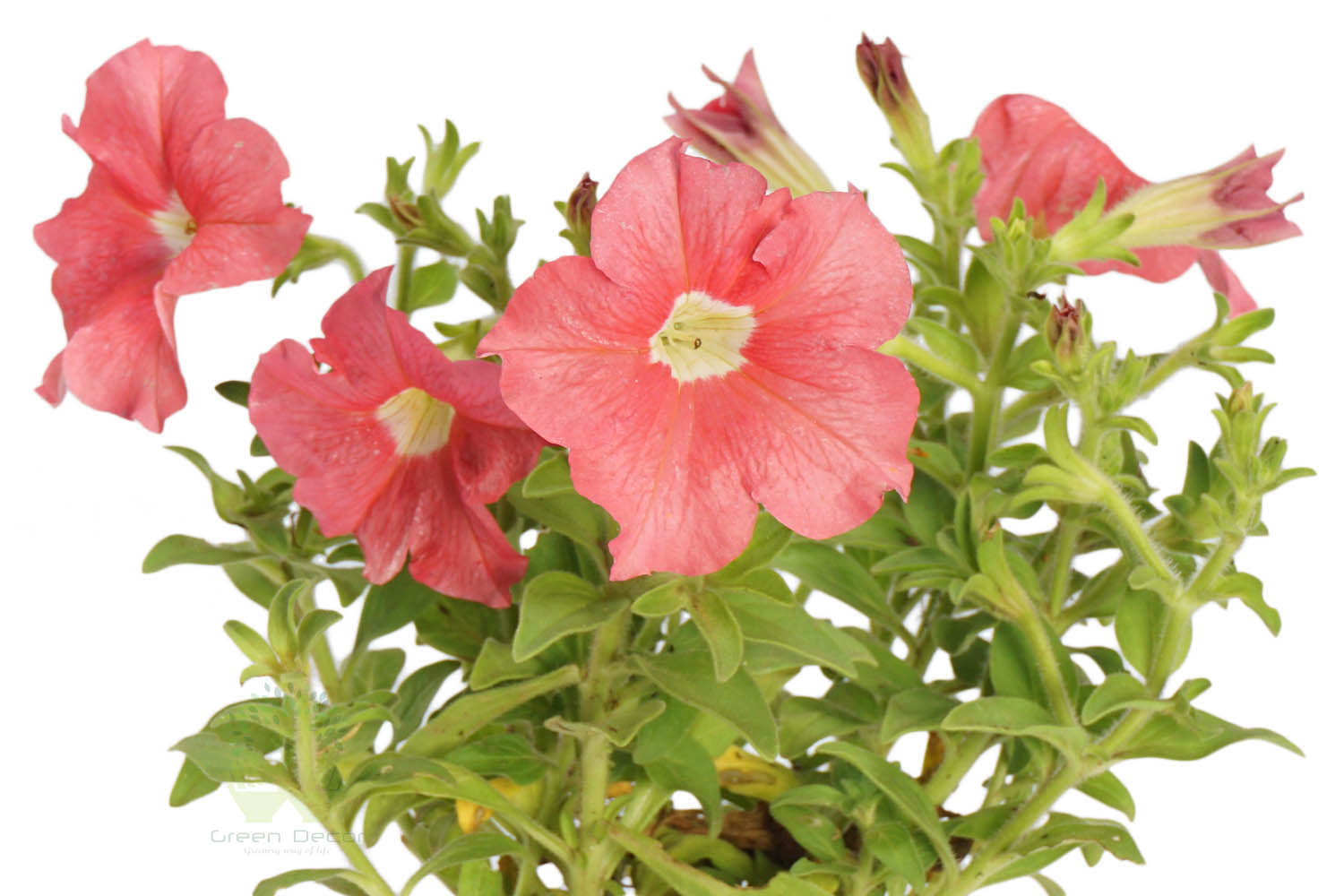 Buy Petunia Plants , White Pots and seeds in Delhi NCR by the best online nursery shop Greendecor.