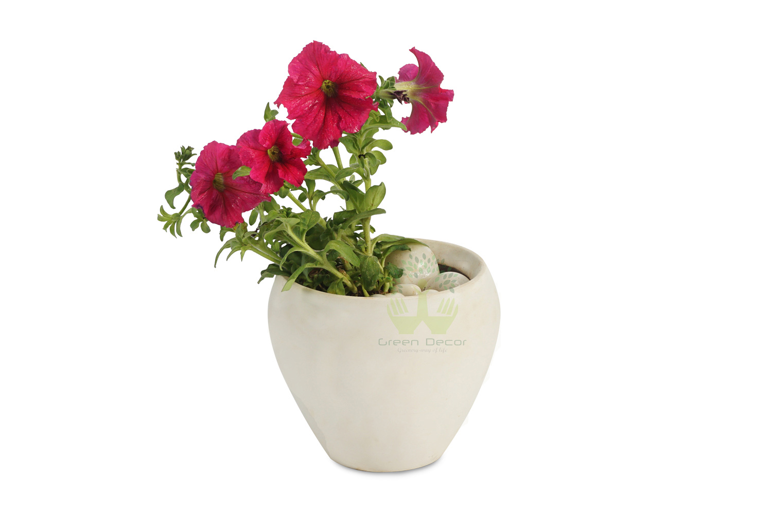 Buy Petunia  Pink Plants , White Pots and seeds in Delhi NCR by the best online nursery shop Greendecor.