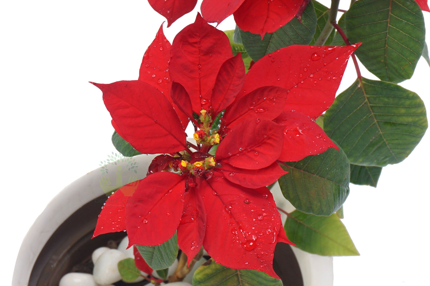 Buy Poinsettia Plants , White Pots and seeds in Delhi NCR by the best online nursery shop Greendecor.