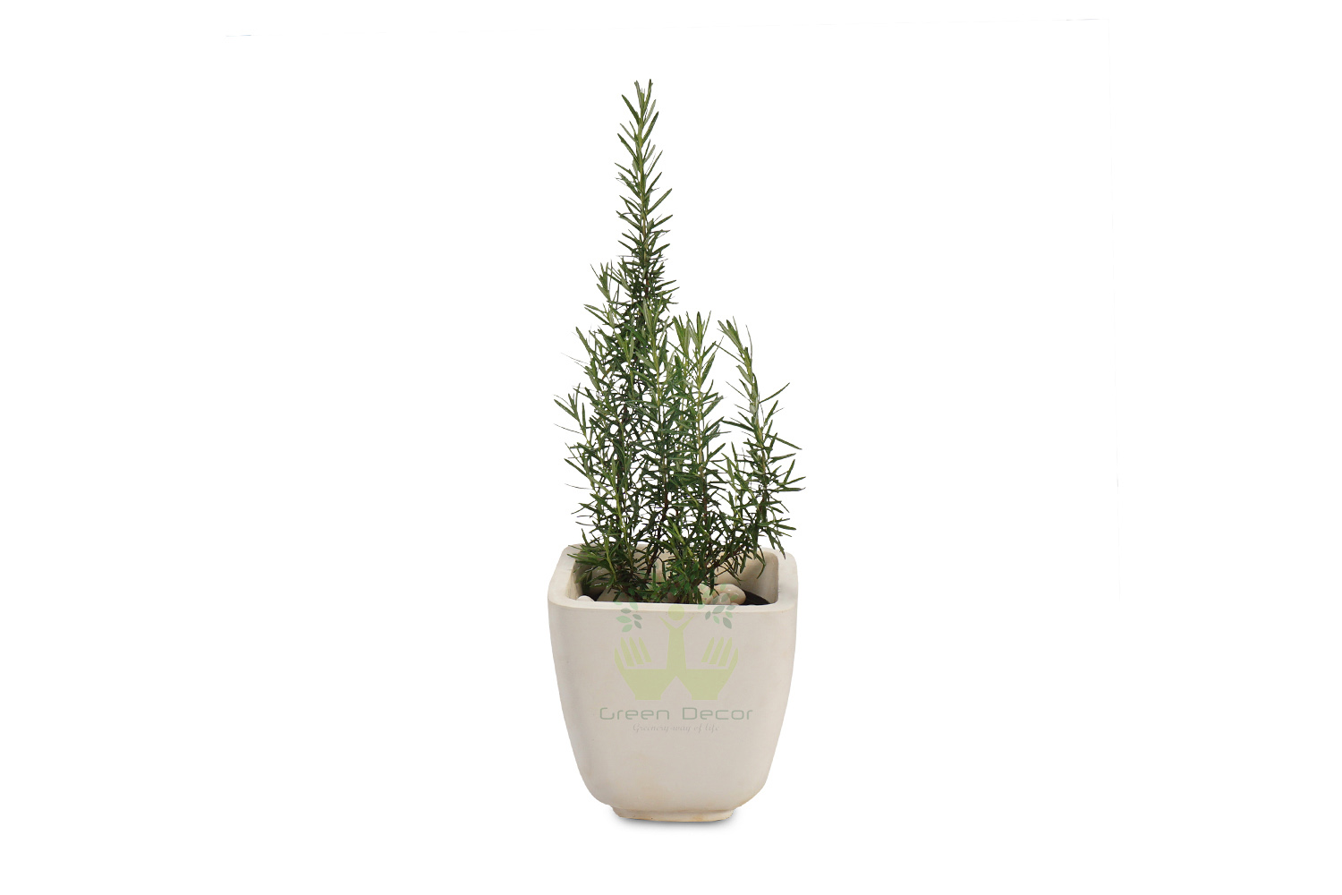 Buy Rosemary Plants , White Pots and seeds in Delhi NCR by the best online nursery shop Greendecor.