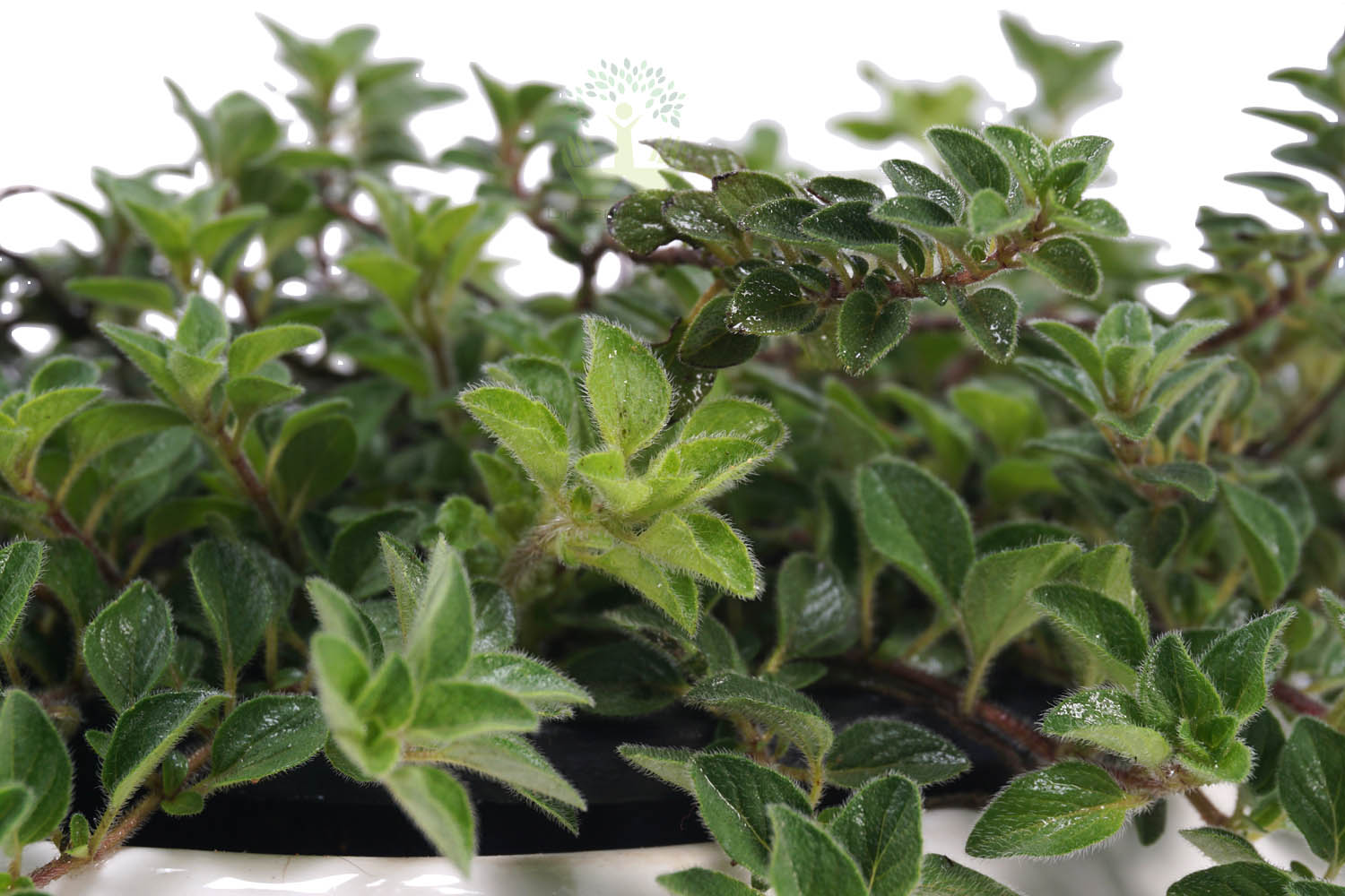 Buy Sage Plants , White Pots and seeds in Delhi NCR by the best online nursery shop Greendecor.