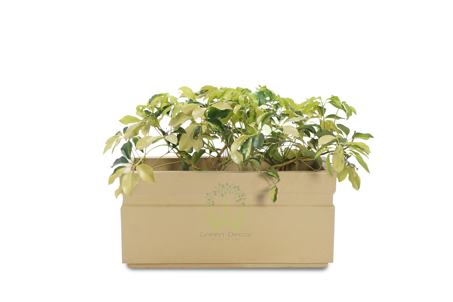 Buy Scheflerra Varigated Plants , White Pots and seeds in Delhi NCR by the best online nursery shop Greendecor.