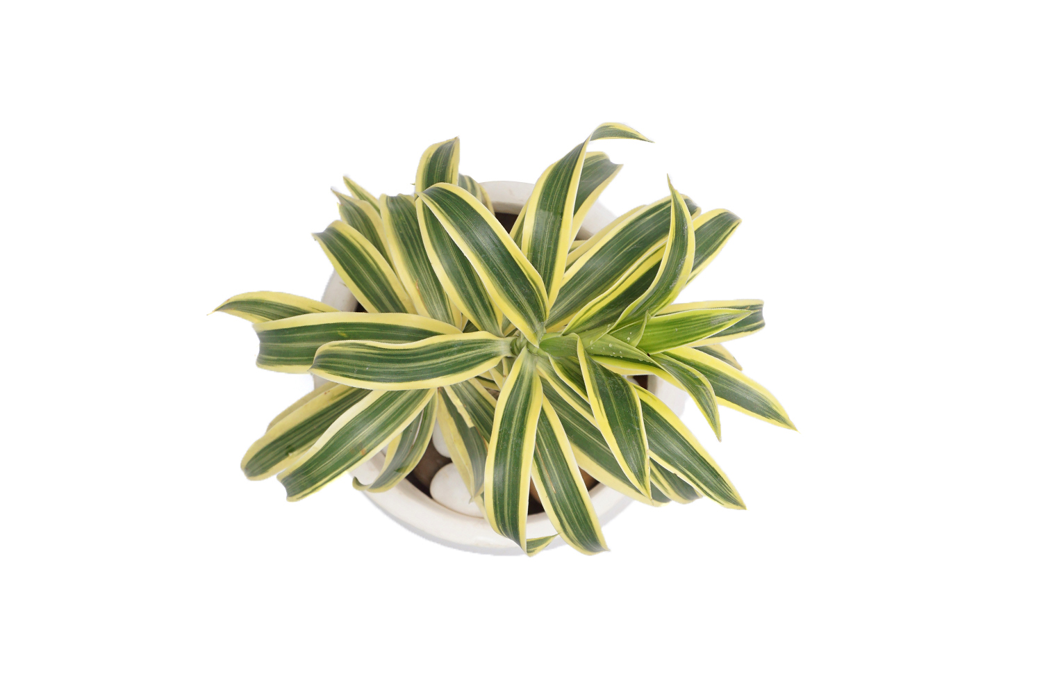 Buy  Dracena Plants , White Pots and seeds in Delhi NCR by the best online nursery shop Greendecor.