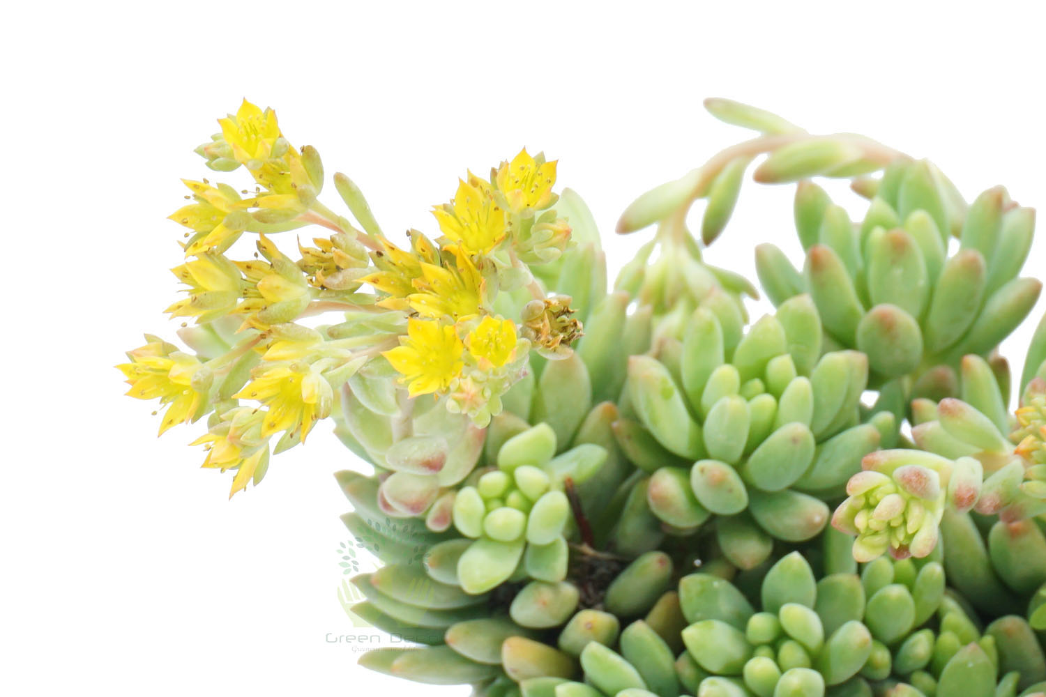 Buy Sedum Angelina Plants , White Pots and seeds in Delhi NCR by the best online nursery shop Greendecor.